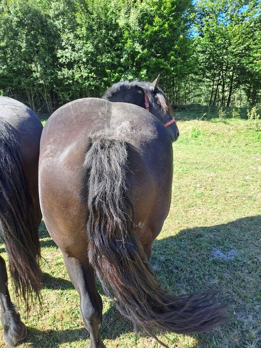 Vând pereche de iepe