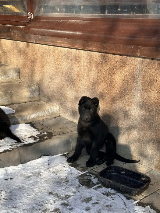 Vand femela ciobanesc german