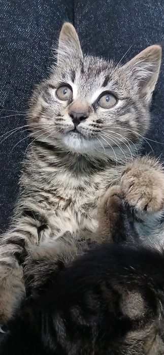 Котёнок 1.5 месяцев