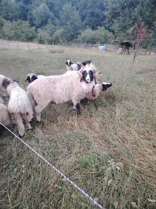Vând berbec stramior,din linie bună de oi,se trage din zona Hațegului, detalii la telefon 0767336451.