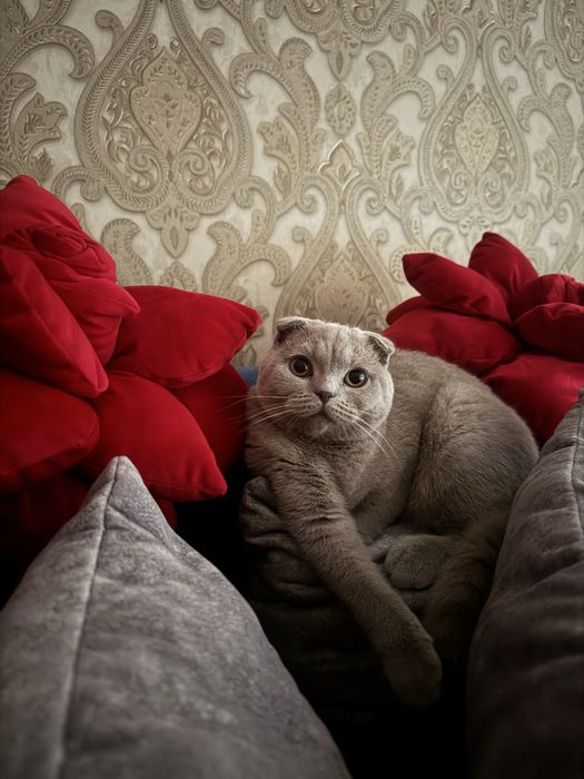 Кошечка очень умная, здоровая, паспорт есть