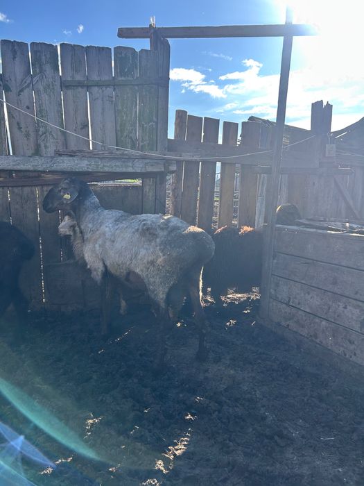 Продам племенных баранов