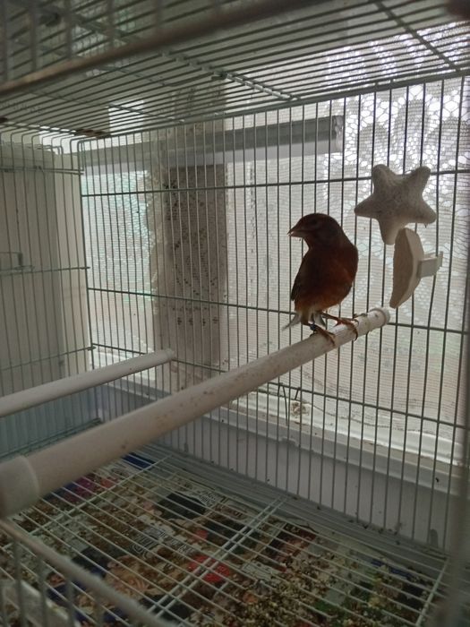 Гебриды щегол и репел.