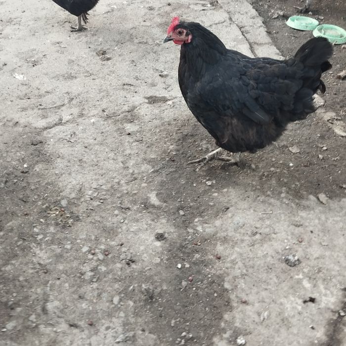 Продам петухов 5 шт