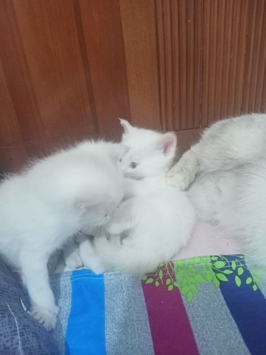 Отдам сиамских котят в добрые руки