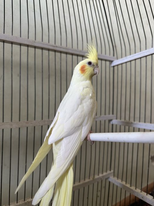 Вальныцтый папугайлар бо келишамиз