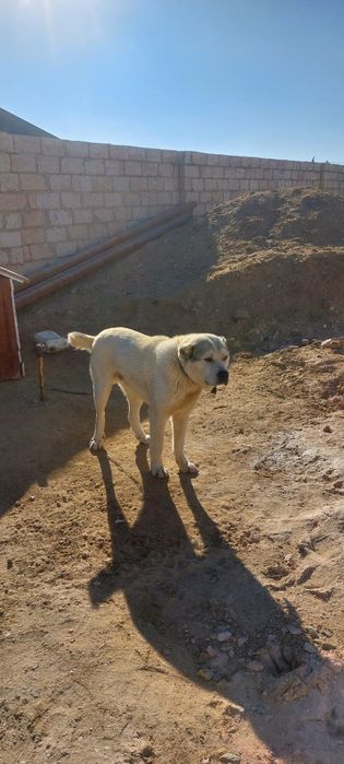 Туркмениски Алабай собака