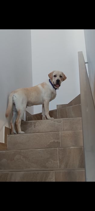 Donez Labrador Retriever