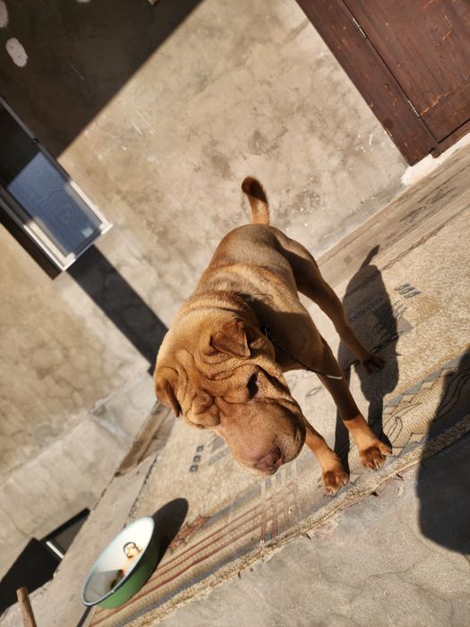 Шарпей кобель для вязки