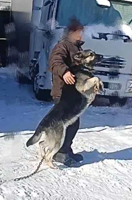 Щенки  Вео 2 месяца