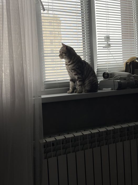 Отдам кота в добрые руки