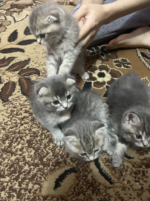 Zoti:Britanskiy scottish strayt sotiladi  toza zotli ogil /qiz