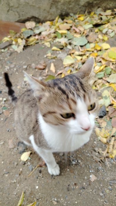 Котик в добрые руки