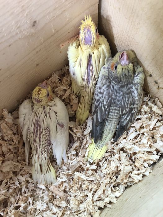 Papagali nimfa nimfe pui si maturi