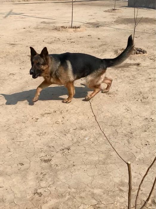 Немецкая овчарка девочка