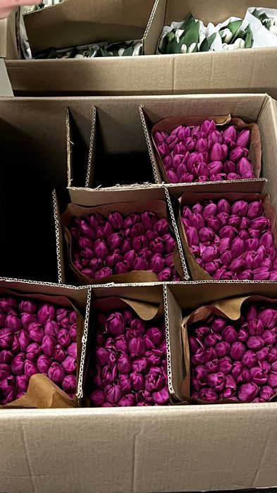 Тюльпаны оптом Астана