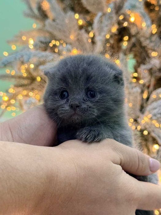 Пародистые кошки