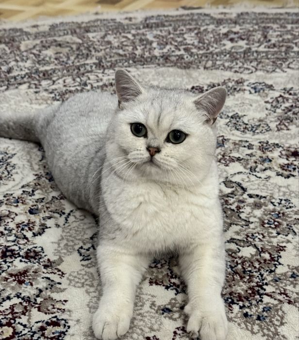 ВЯЗКА ! кот честокровный серебристый шиншилла
