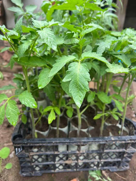 Продажи Рассада разная