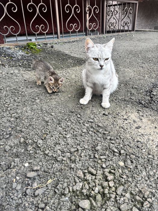 Помогите пристроить котенка!