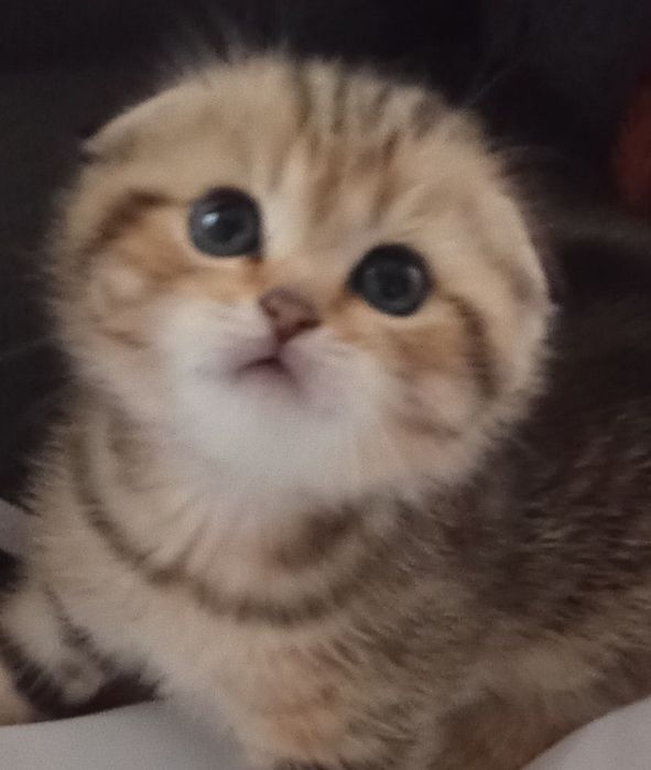 Продам шотландский котенок.