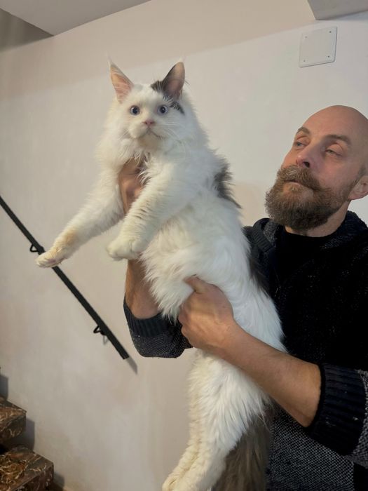 Pisica maine coon felisa autorizata