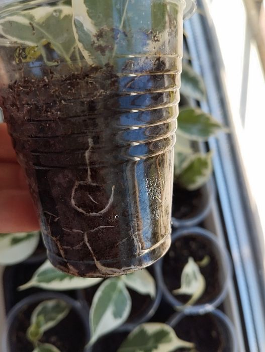 Фикус Бенжамина вариегатный