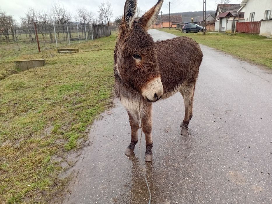 Vând magarita sau schimb cu manza mica