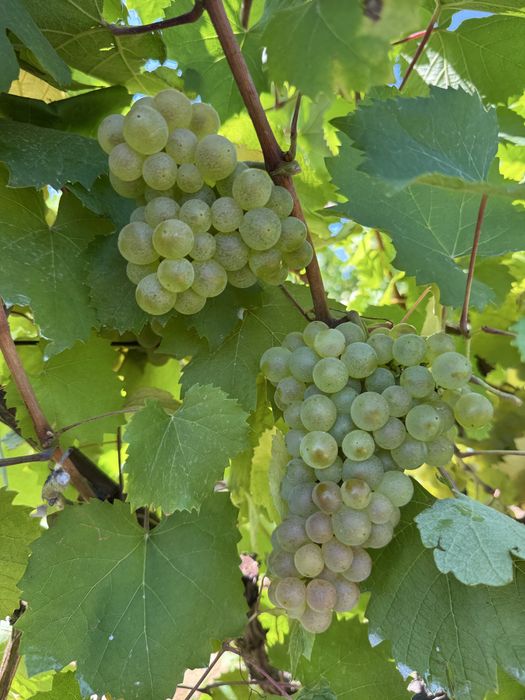 Struguri de vin