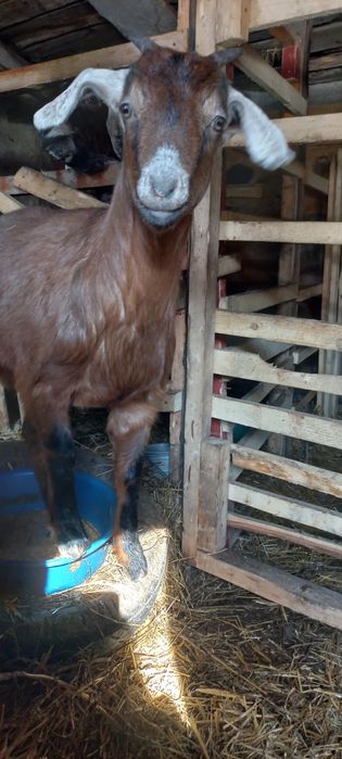 Продам козочку пародистая