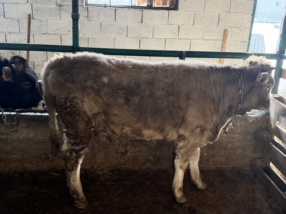 Бычки на продаже