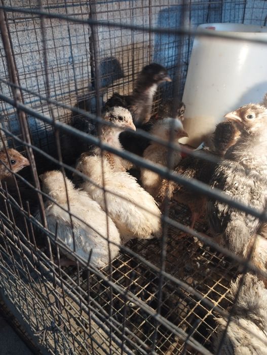 Продам суточных циплят