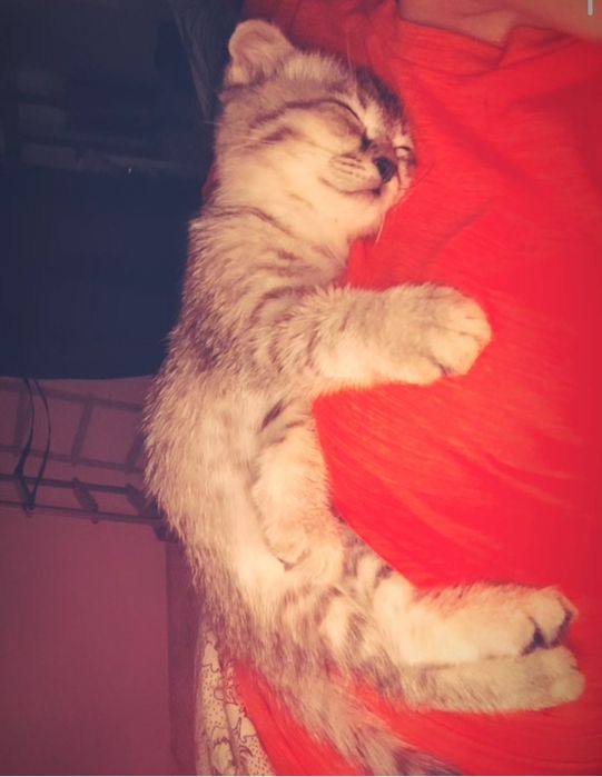 Срочно продается котёнок!