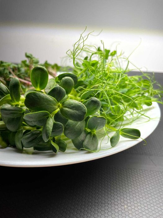 Microplante proaspete (vlăstari) - Livrare gratuita in TG-Mures!