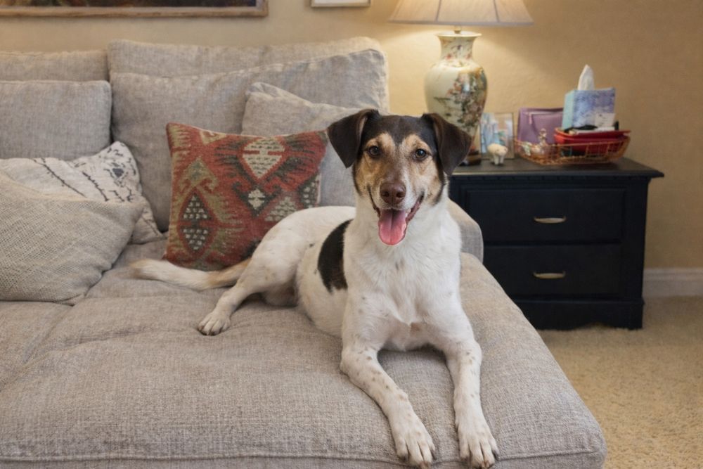 добрая и умная собака в поиске семьи