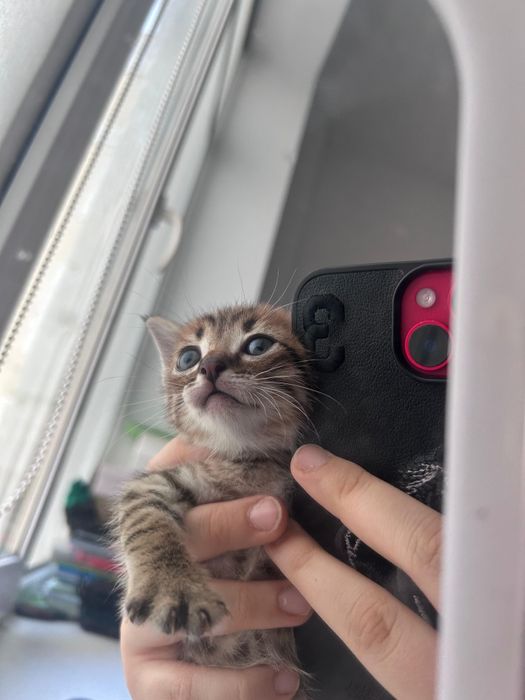 Отдам котят в добрые руки
