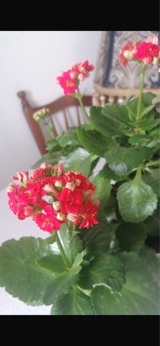 Продам Цветущие Каланхоэ Декоративное