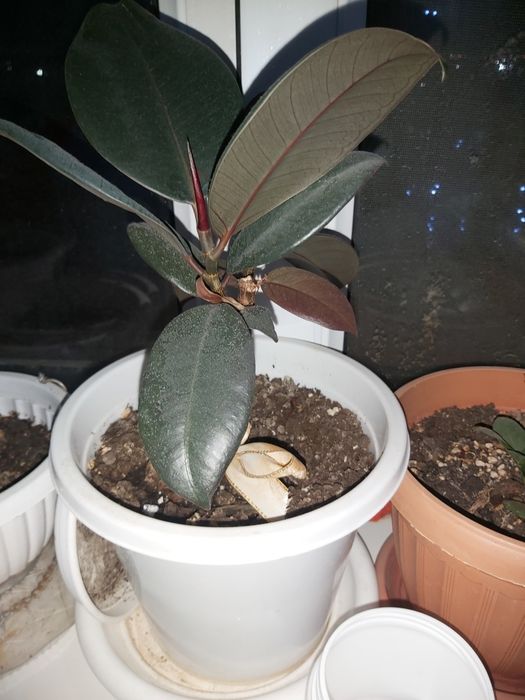 Комнатные растения