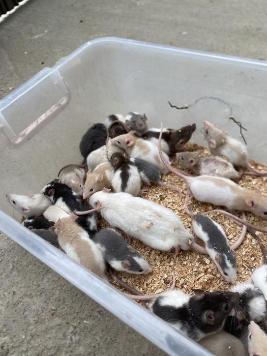 Sobolani de companie