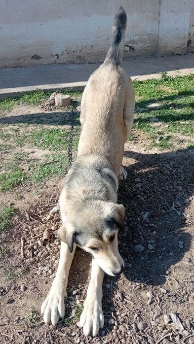 Зоттор ит сотилади