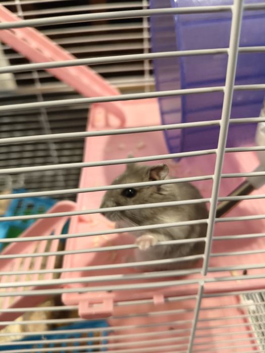 Cușcă pentru hamster+ un hamster pitic