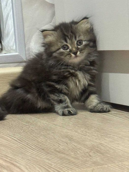 Котята породистые