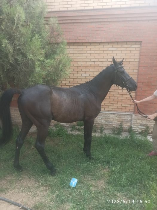 Продам лошадь,жеребец