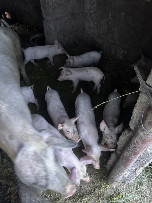 De vânzare 350 bucata