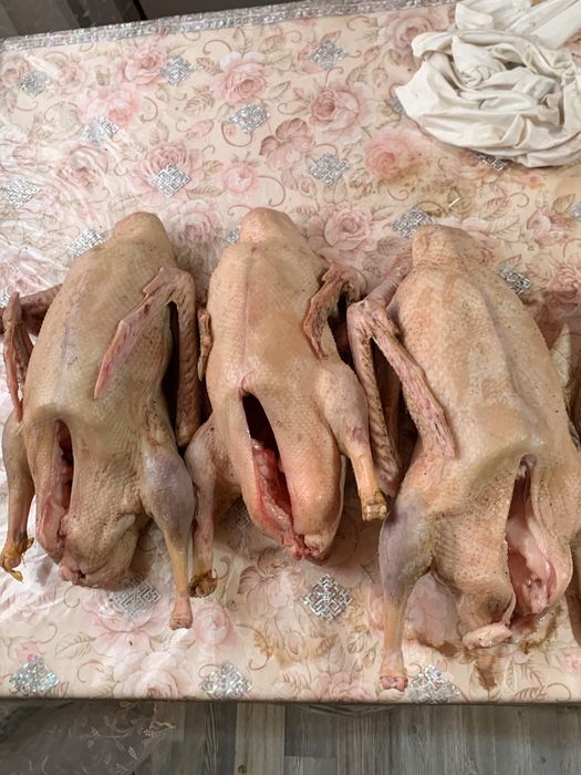 домашний  гусь халяль