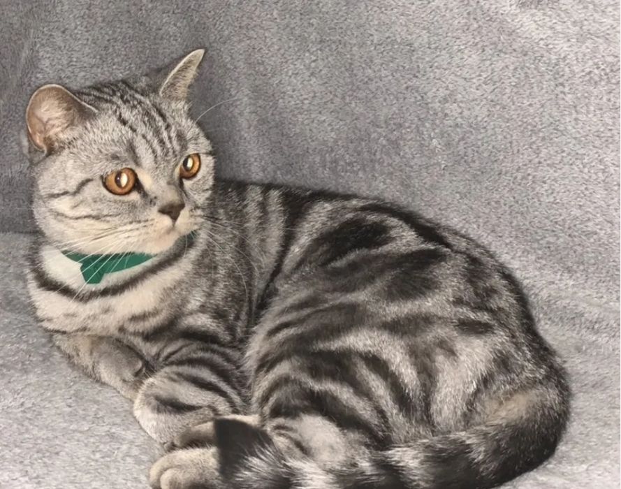 Кошка 1.5года, серебро марамор