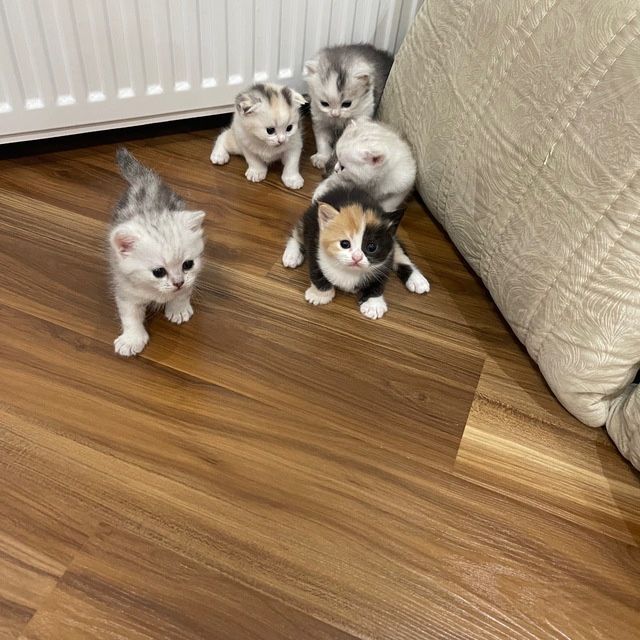 Котята 1.5месятц   здоровые и породыстые