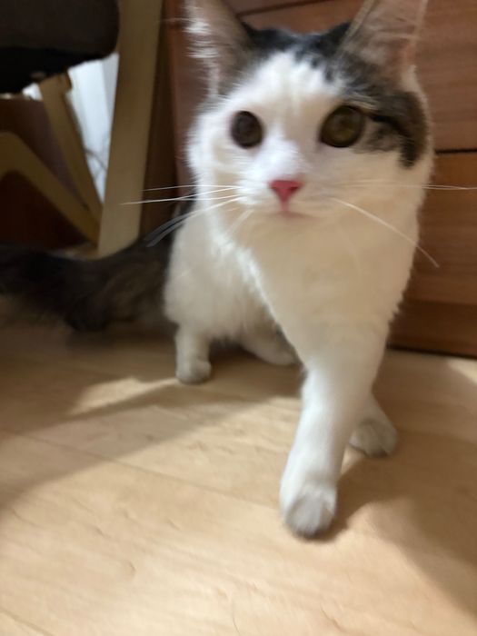 Найден кот/кошка