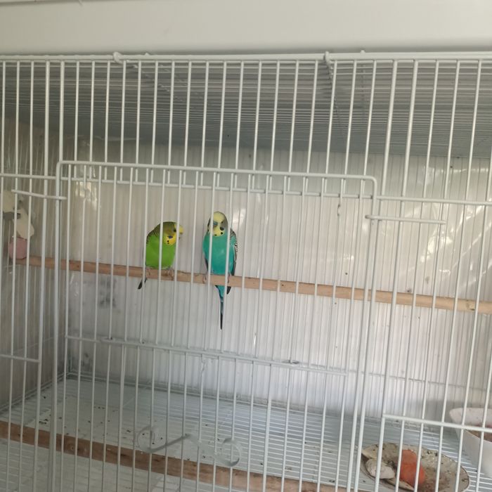 Vând cușcă de papagali cu cuibar! cu cuibar!