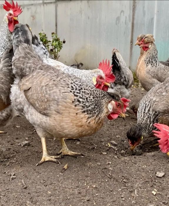 Разплодени различни породи